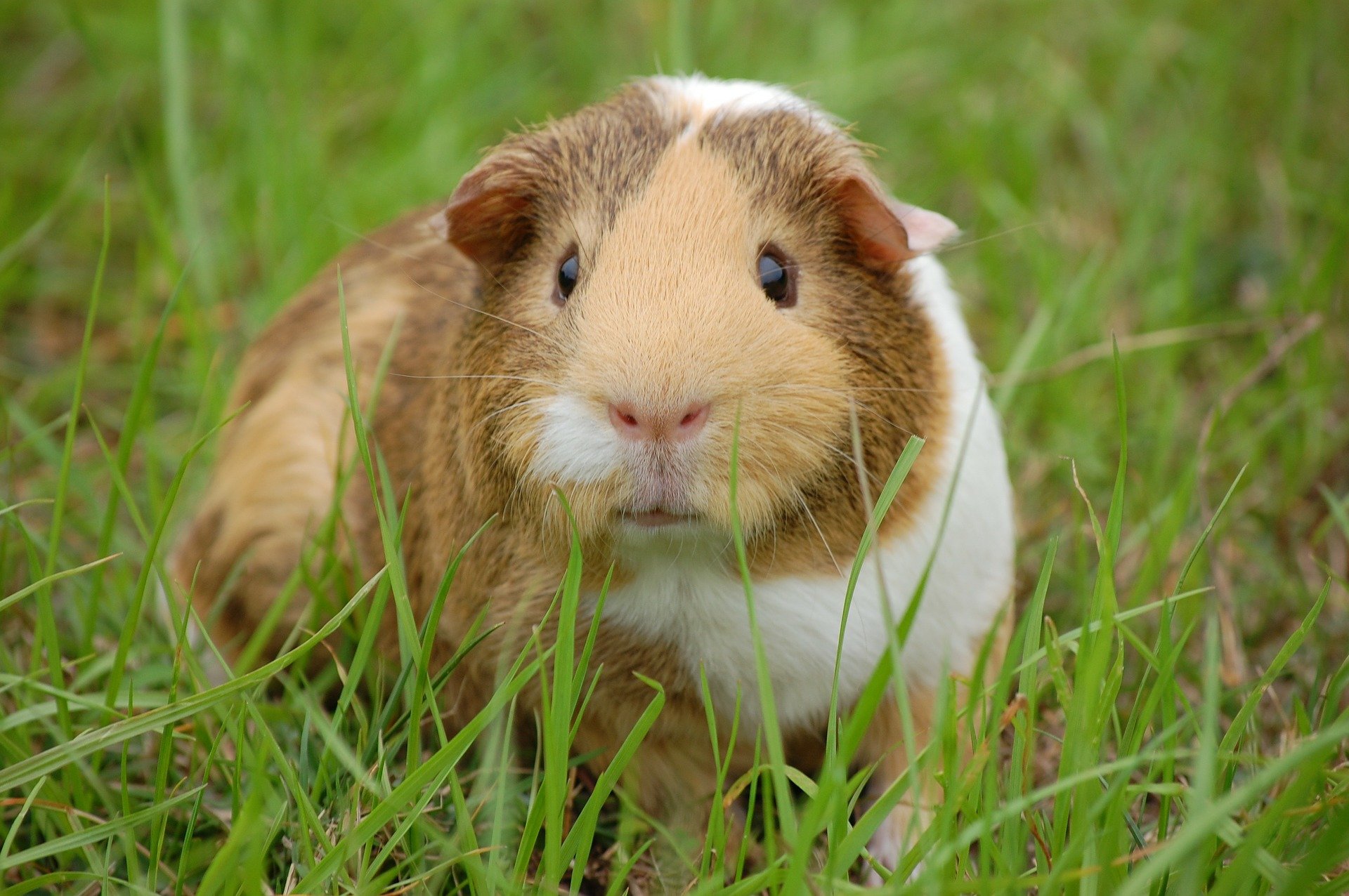 So, you want to adopt a guinea pig
