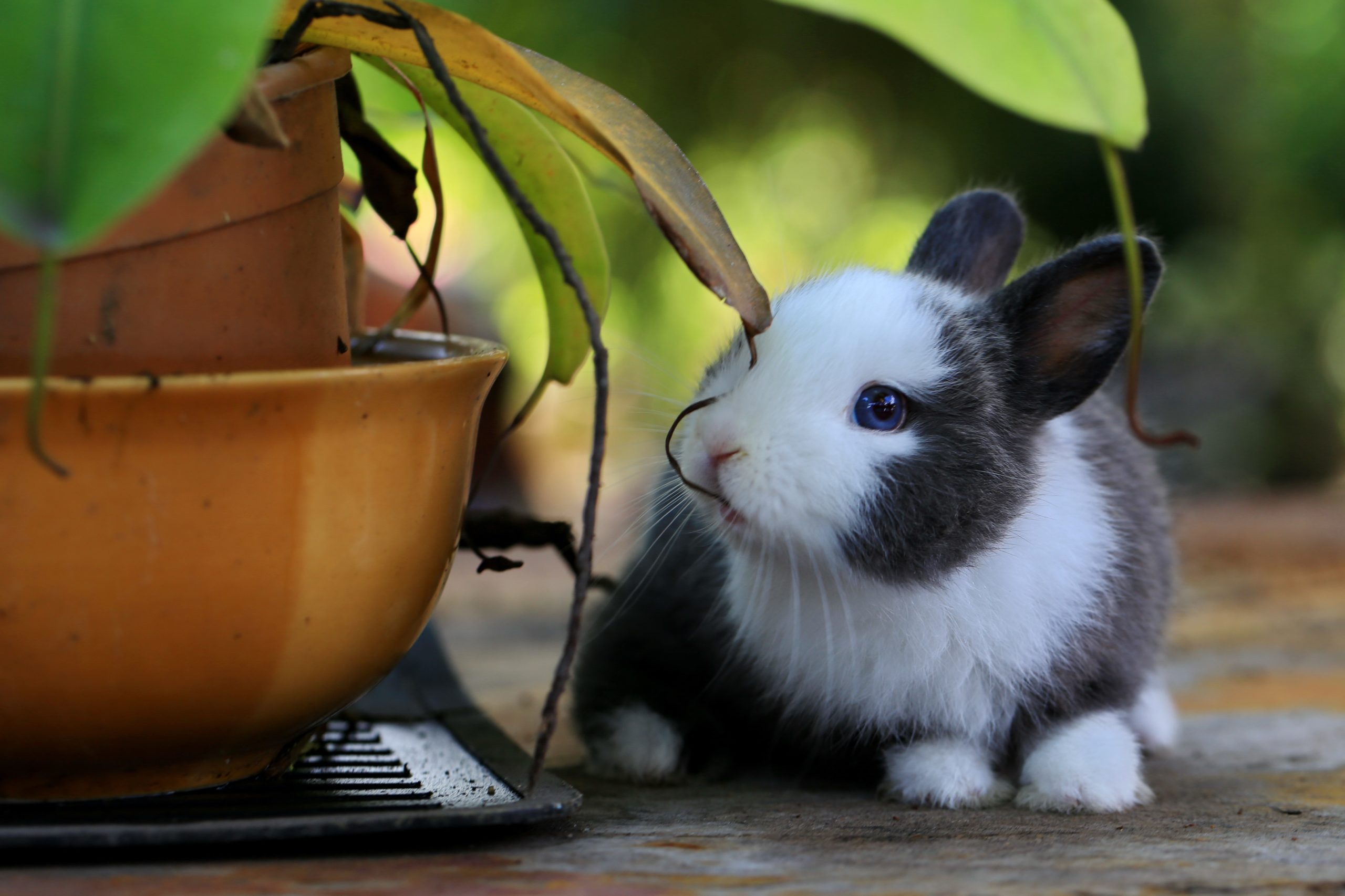 How to care for your pet rabbit
