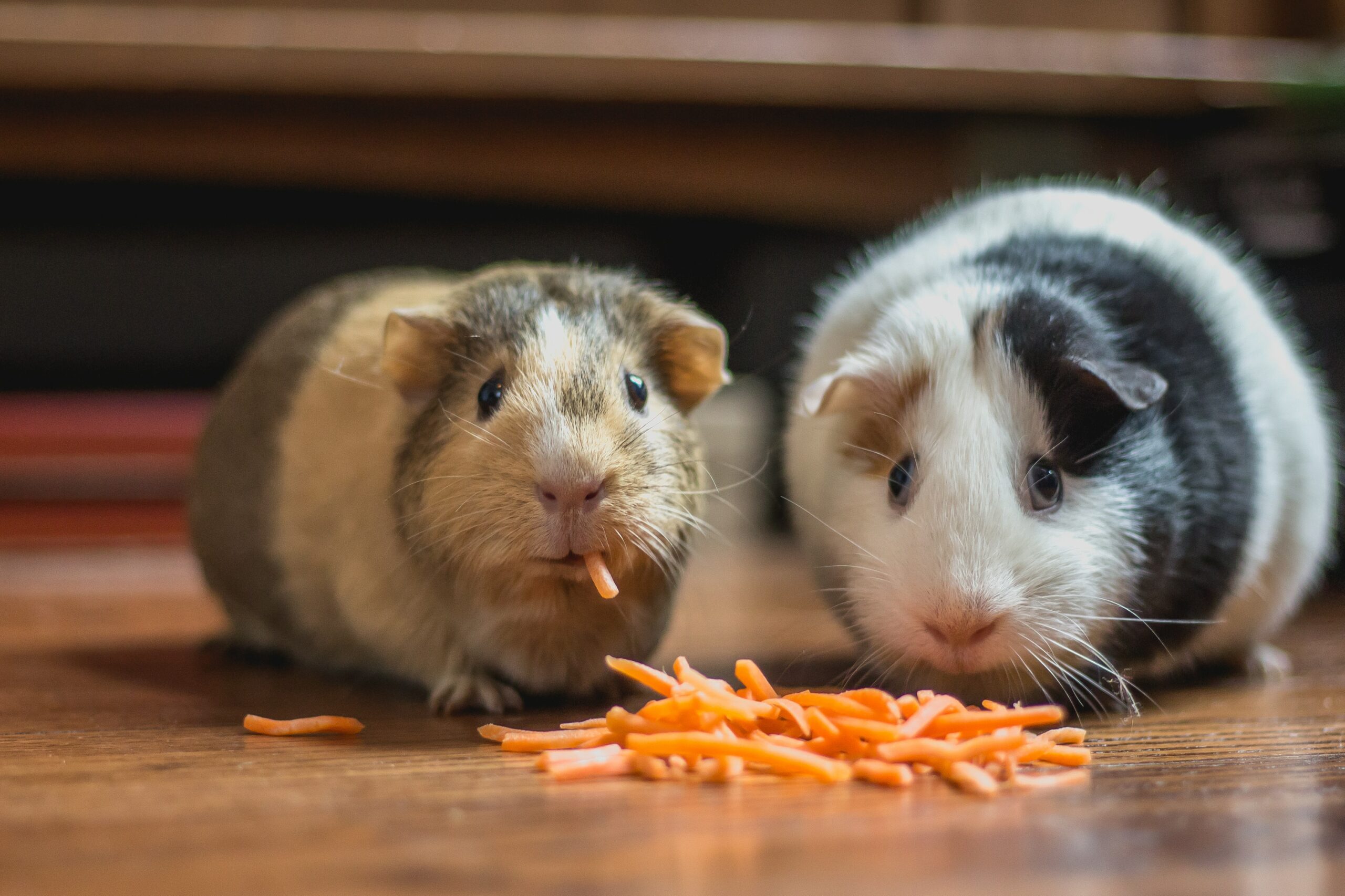 What should I feed my guinea pig?
