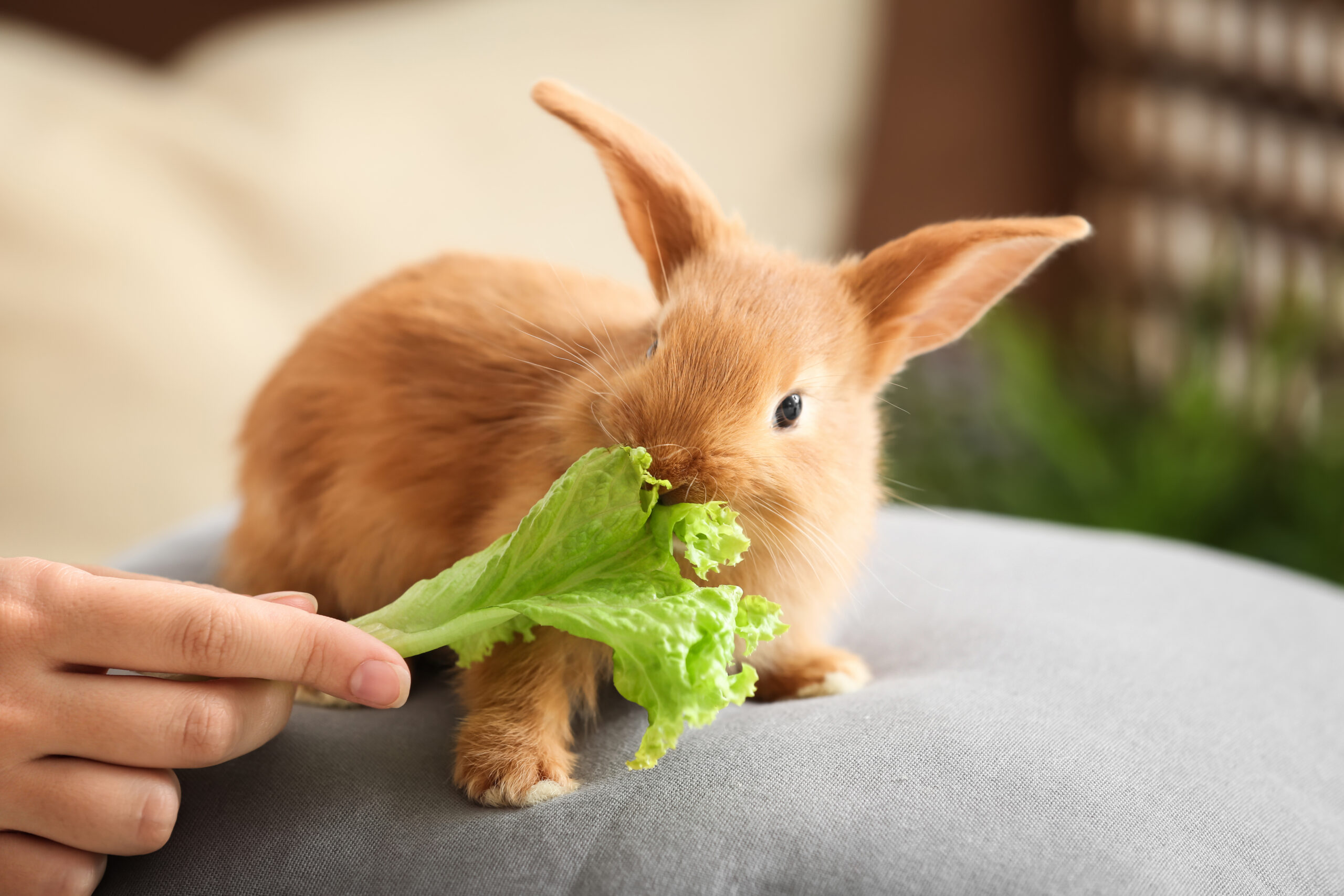 What do baby rabbits eat