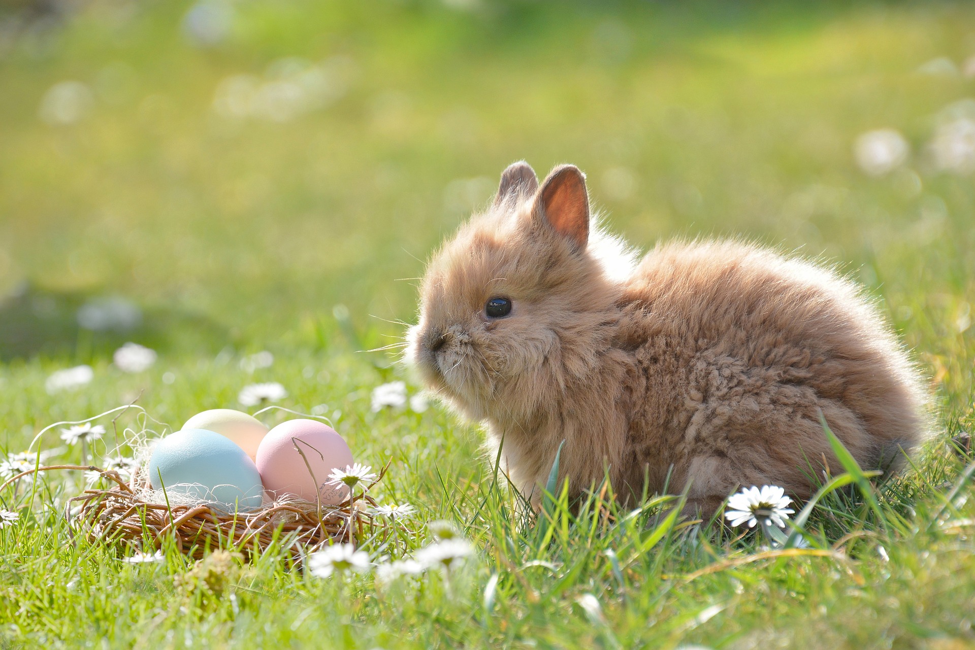Les origines du lapin de Pâques