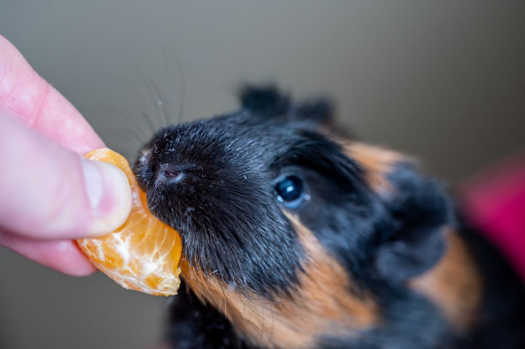 The Importance of Vitamin C in a Guinea Pig’s Diet