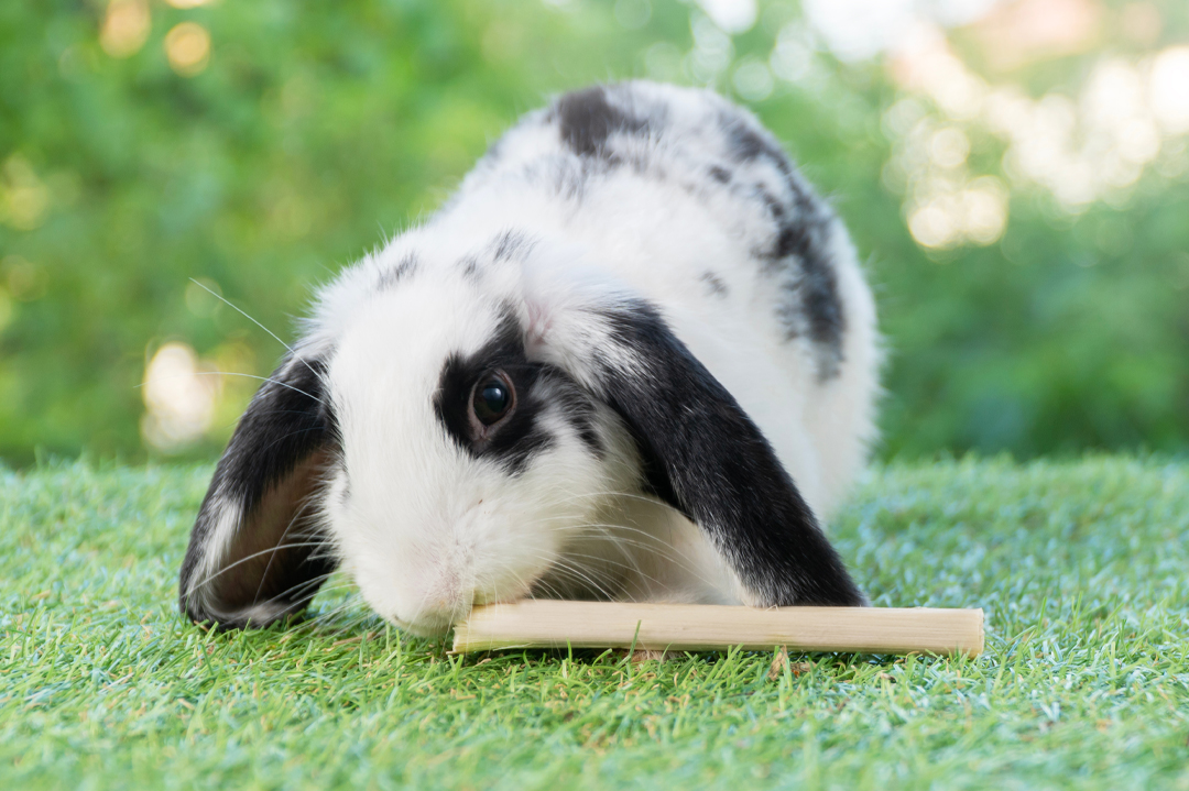 The Importance of Chews for Your Rabbit: Promoting Health and Happiness