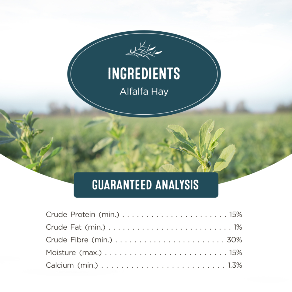 Visual Reference: Alfalfa Hay